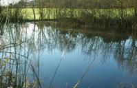 pond-winter-lake-reflections-577554.jpg