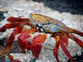 crab-animal-aquatic-archipelago-298346.jpg