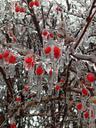 berries-ice-winter-buds-red-snow-302341.jpg