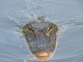 alligator-animal-nature-crocodile-49176.jpg