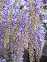 wisteria-bloom-purple-flower-white-1311058.jpg