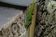 gecko-green-lizard-reptile-424296.jpg