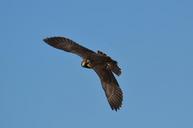 falcon-wildpark-poing-flight-fly-1325820.jpg