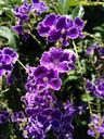 violet-flower-garden-purple-petals-1190205.jpg