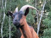 billy-goat-goat-pet-zoo-goatee-1538507.jpg