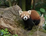 panda-red-wildlife-zoo-mammal-fur-656844.jpg