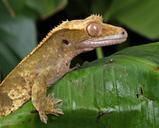 gecko-close-up-macro-portrait-165030.jpg