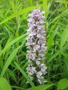 dactylorhiza-marsh-orchid-848676.jpg