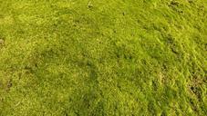 lawn-grass-garden-68595.jpg