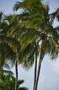 florida-palm-palm-tree-tropical-1604483.jpg