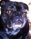 dog-pug-pet-canine-puppy-cute-422676.jpg