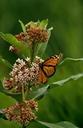 monarch-butterfly-insect-flower-568806.jpg