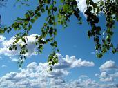 birch-branches-sky-clouds-blue-218070.jpg