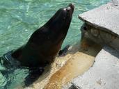 california-sea-lion-sea-lion-77056.jpg