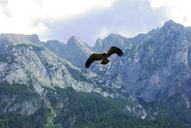 raptor-adler-bird-of-prey-1495198.jpg