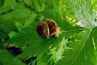 snail-shell-snail-plant-natural-50396.jpg