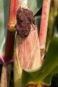 corn-on-the-cob-corn-zea-mays-441293.jpg