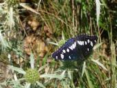 butterfly-blue-black-insect-648374.jpg