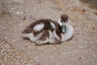 geese-waterfowl-gosling-chick-bird-352037.jpg