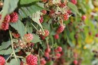 blackberries-fruits-bush-healthy-429423.jpg