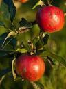 apples-collections-red-fruit-323890.jpg