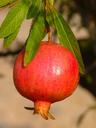 pomegranate-fruit-apple-food-red-15011.jpg