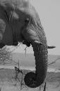 elephant-etosha-africa-1628563.jpg