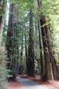 Williams Grove - Humboldt Redwoods State Park - DSC02411.JPG