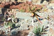 Succulents - Leaning Pine Arboretum - DSC05765.JPG