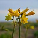 yellow-flower-flowering-desert-960086.jpg