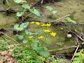 swamp-humor-bog-plants-spring-111225.jpg