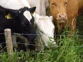 cows-grass-whey-507026.jpg