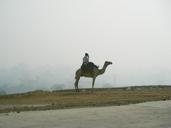 powder-sand-camel-lonely-1316705.jpg