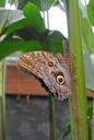 butterfly-insect-costa-rica-642708.jpg