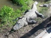 alligator-reptile-wildlife-102279.jpg