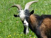 billy-goat-goat-pasture-horned-804626.jpg