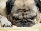 pug-dog-pet-259321.jpg