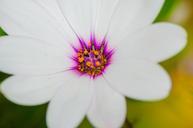 flower-pollen-pollinated-violet-896788.jpg