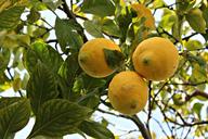 lime-lemon-fruit-611925.jpg