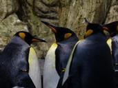 king-penguins-penguins-beaks-look-406540.jpg