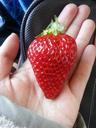 red-fruit-food-fresh-strawberry-645873.jpg