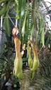 pitcher-plant-fly-trap-pitcher-fly-1048599.jpg