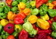 spices-peppers-market-west-indies-974948.jpg