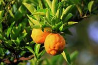 lemon-tree-fruit-citrus-branch-315717.jpg