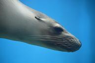 seal-pinniped-ocean-wildlife-water-828585.jpg