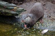 sea-lion-otariid-marine-mammal-1332227.jpg