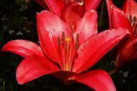 lily-blossom-bloom-red-close-373743.jpg