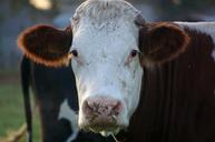 cow-animals-portrait-567369.jpg