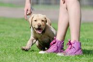 labrador-puppy-puppy-labrador-672781.jpg