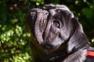 pug-dog-black-purebred-dog-lap-dog-371645.jpg